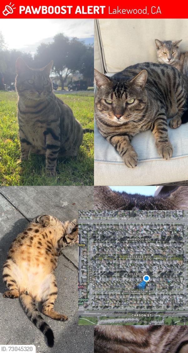 Lost Male Cat last seen Carfax and Harvey way, Lakewood, CA 90713