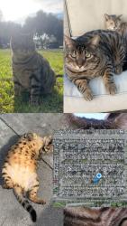 Lost Male Cat last seen Carfax and Harvey way, Lakewood, CA 90713