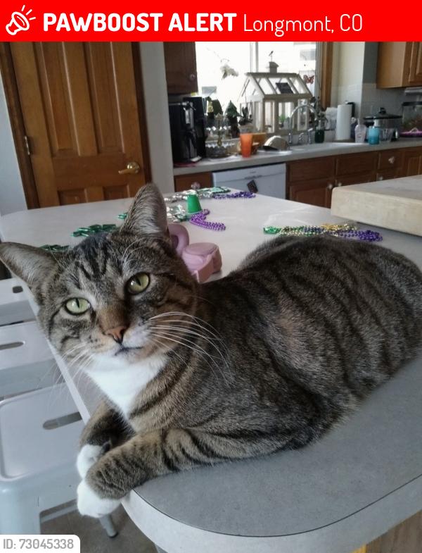 Lost Male Cat last seen 17th and Alpine , Longmont, CO 80504