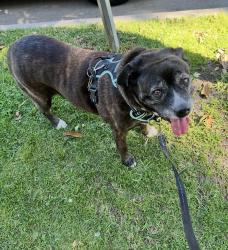 Reunited Female Dog last seen Near Huston St, North Hollywood, CA 91601, USA, Los Angeles, CA 91601