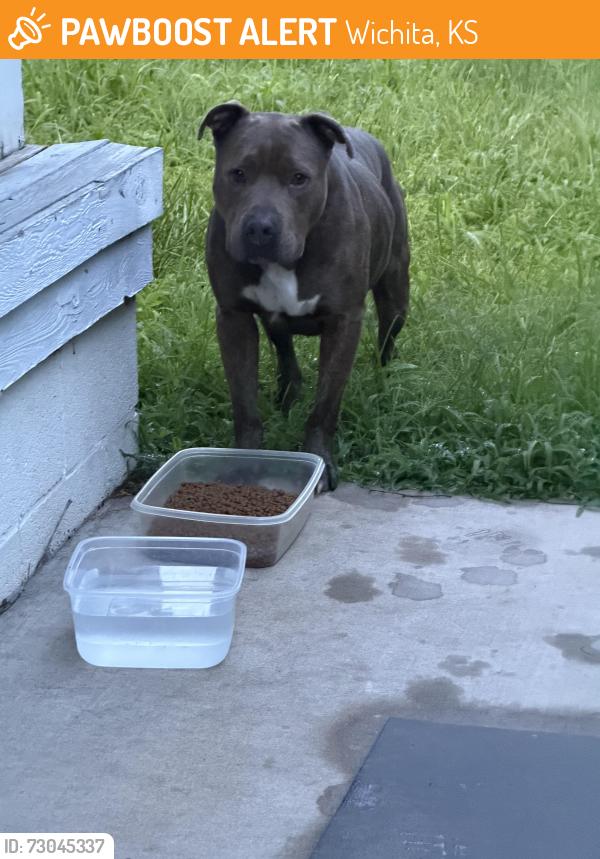 Found/Stray Male Dog last seen Seneca and Douglas, Wichita, KS 67203