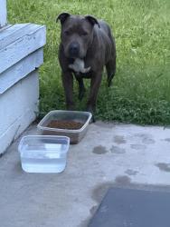 Found/Stray Male Dog last seen Seneca and Douglas, Wichita, KS 67203