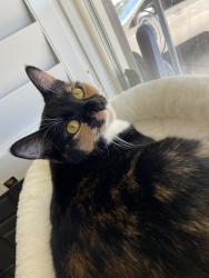 Lost Female Cat last seen Greenway and Paradise Hills, Henderson, NV 89002