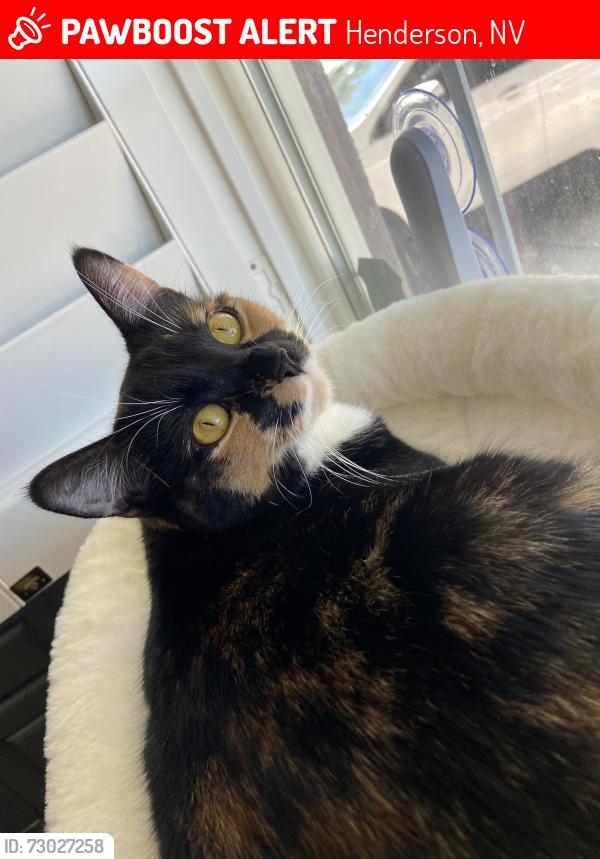 Lost Female Cat last seen Greenway and Paradise Hills, Henderson, NV 89002