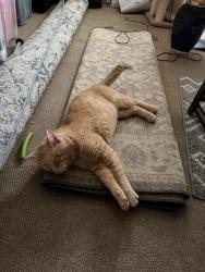 Lost Male Cat last seen On case Ave, possibly going to Lynd., Lyndhurst, OH 44124