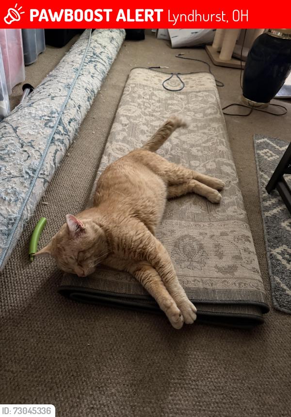 Lost Male Cat last seen On case Ave, possibly going to Lynd., Lyndhurst, OH 44124
