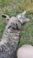 Lost Male Cat last seen Me and my neighbors fenced in backyard, Lexington, NC 27292