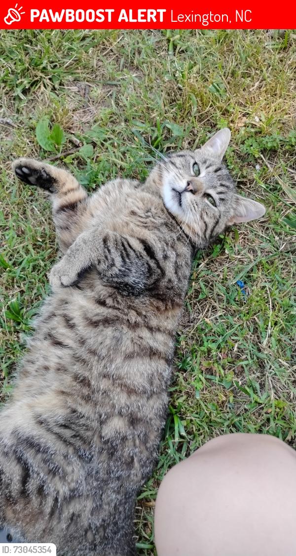 Lost Male Cat last seen Me and my neighbors fenced in backyard, Lexington, NC 27292