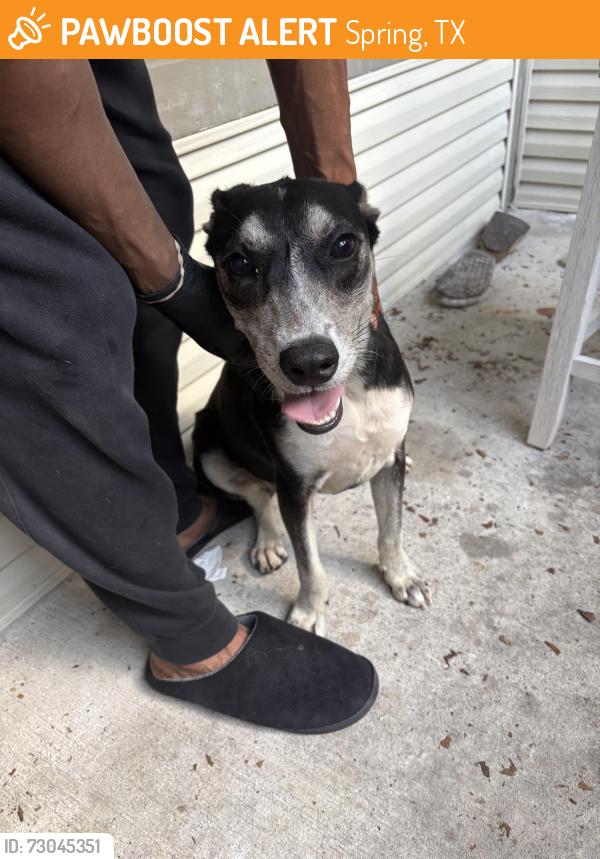 Rehomed Female Dog last seen Aldine Westfield & Hirschfield Rd, Spring, TX 77373
