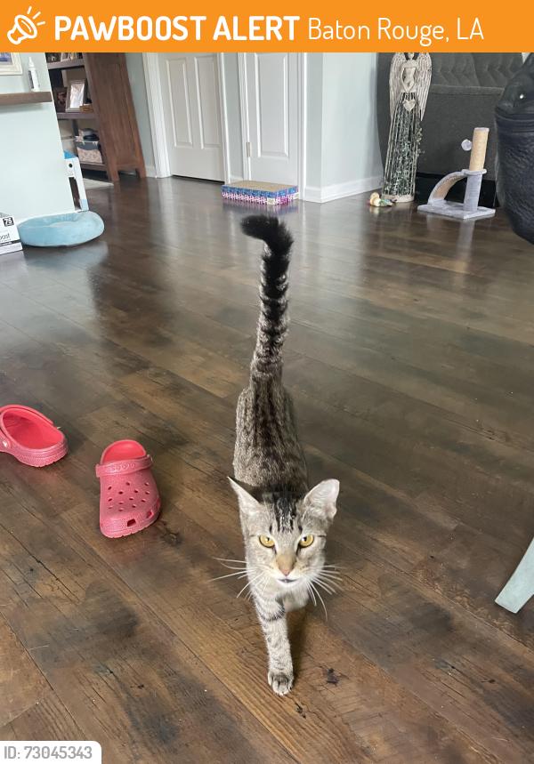 Found/Stray Female Cat last seen Lake Park Subdivision. Off ONeal +Strain, Baton Rouge, LA 70816