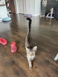 Found/Stray Female Cat last seen Lake Park Subdivision. Off ONeal +Strain, Baton Rouge, LA 70816