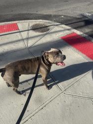 Lost Male Dog last seen Voco fiorello hotel, Queens, NY 11356