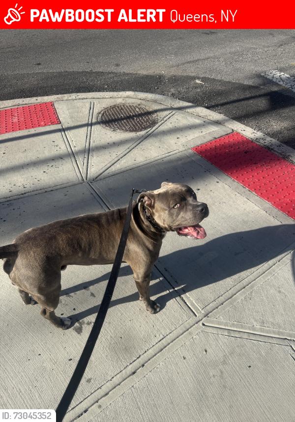 Lost Male Dog last seen Voco fiorello hotel, Queens, NY 11356