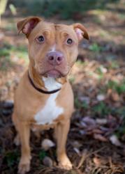 Lost Male Dog last seen N 19th avenue, Phoenix, AZ 85023