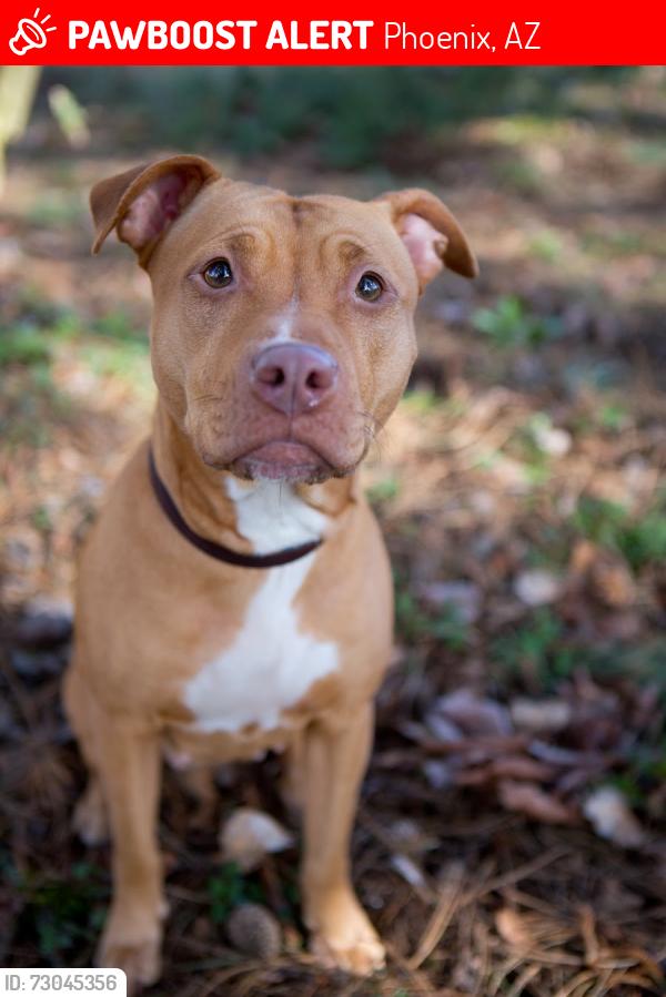 Lost Male Dog last seen N 19th avenue, Phoenix, AZ 85023