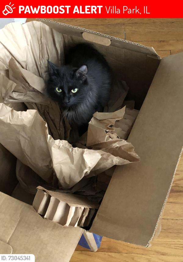 Lost Female Cat last seen Woodrow and Wisconsin Ave. Villa Park, Villa Park, IL 60181