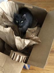 Lost Female Cat last seen Woodrow and Wisconsin Ave. Villa Park, Villa Park, IL 60181