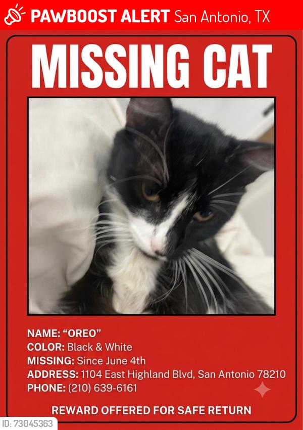 Lost Male Cat last seen East highland blvd, San Antonio, TX 78210