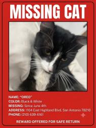 Lost Male Cat last seen East highland blvd, San Antonio, TX 78210