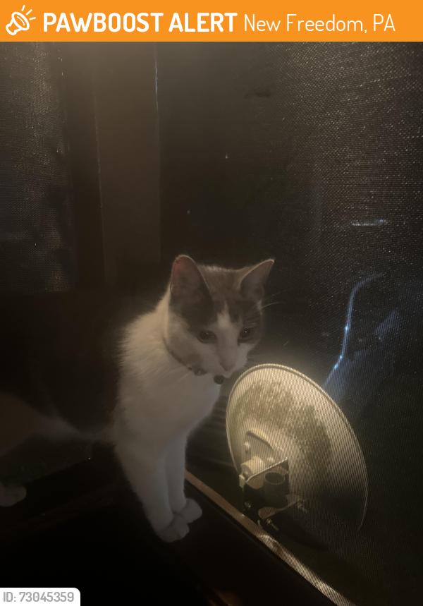 Found/Stray Unknown Cat last seen Yellow cottage near the bottom of the hill going towards the pool at Summit Grove Camp, New Freedom, PA 17349