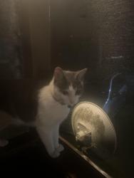 Found/Stray Unknown Cat last seen Yellow cottage near the bottom of the hill going towards the pool at Summit Grove Camp, New Freedom, PA 17349