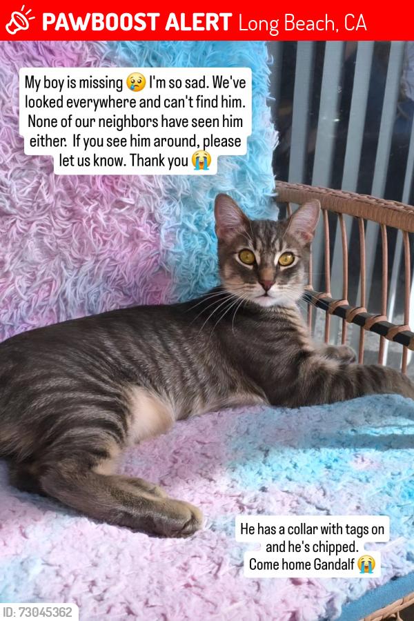 Lost Male Cat last seen 8th & Redondo, Long Beach, CA 90804
