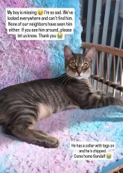 Lost Male Cat last seen 8th & Redondo, Long Beach, CA 90804