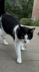 Found/Stray Female Cat last seen McSwain Dr, West Columbia, SC 29169