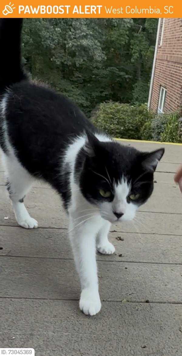 Found/Stray Female Cat last seen McSwain Dr, West Columbia, SC 29169