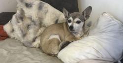 Reunited Female Dog last seen 45th ave n & 49th st n, St. Petersburg, FL 33709
