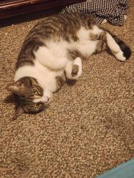 Lost Male Cat last seen Philadelphia Street, Yoe, PA 17313
