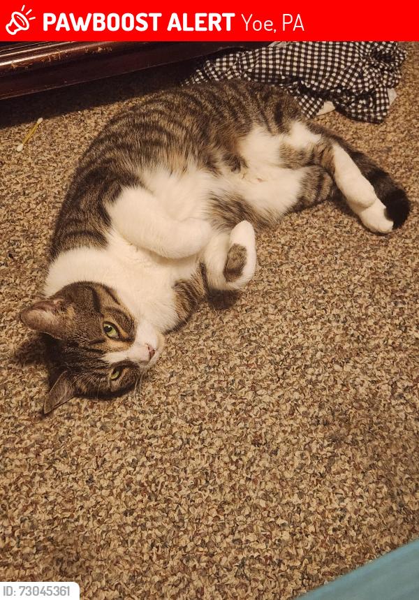 Lost Male Cat last seen Philadelphia Street, Yoe, PA 17313