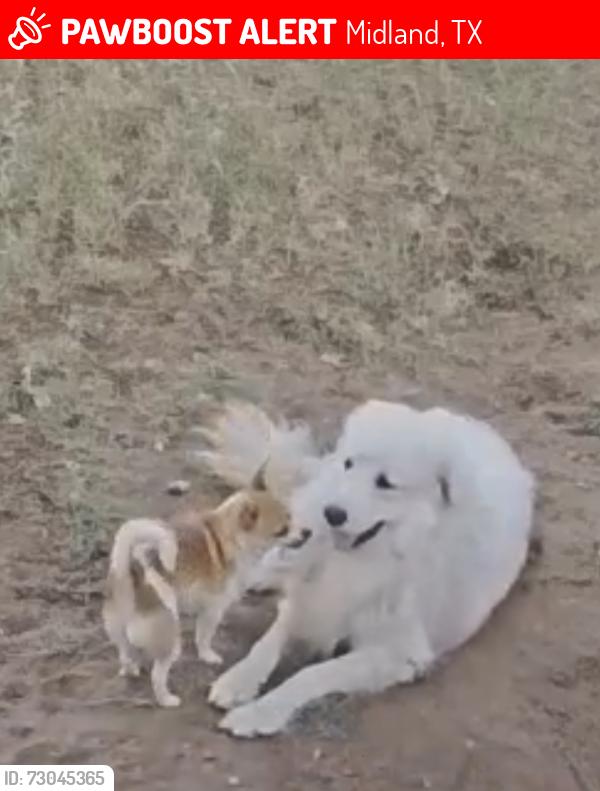 Lost Male Dog last seen Marshall Street and Hicks Ave, Midland, TX 79701