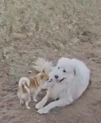 Lost Male Dog last seen Marshall Street and Hicks Ave, Midland, TX 79701