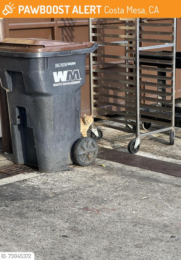 Found/Stray Unknown Cat last seen Maggianos dumpster area , Costa Mesa, CA 92626