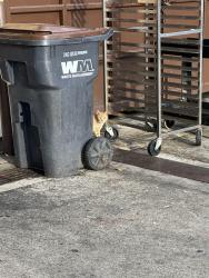 Found/Stray Unknown Cat last seen Maggianos dumpster area , Costa Mesa, CA 92626
