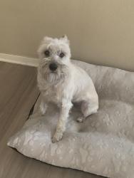 Lost Male Dog last seen Windfield Dr. Killeen, TX 76549, Killeen, TX 76549