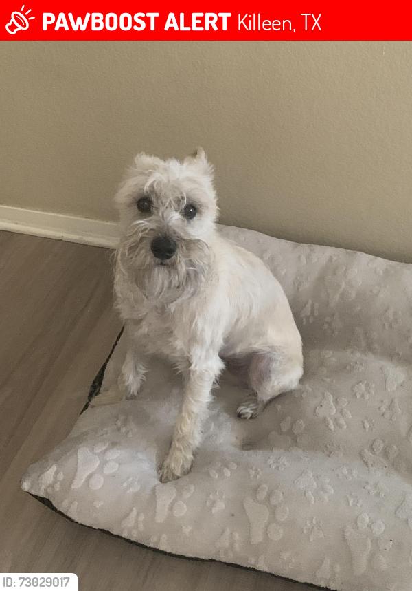 Lost Male Dog last seen Windfield Dr. Killeen, TX 76549, Killeen, TX 76549
