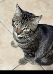 Lost Male Cat last seen Virginia ave, Fort Pierce, FL 34950