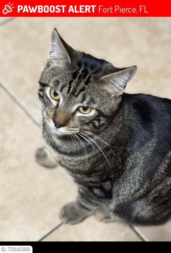 Lost Male Cat last seen Virginia ave, Fort Pierce, FL 34950