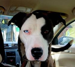 Lost Female Dog last seen She was spotted by the hse with the Israeli flag in fayette ville nc, Fayetteville, NC 28305