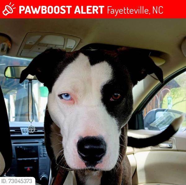 Lost Female Dog last seen She was spotted by the hse with the Israeli flag in fayette ville nc, Fayetteville, NC 28305