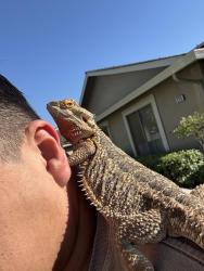 Found/Stray Unknown Reptile last seen Bascom and w hedding st, San Jose, CA 95126