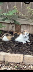Found/Stray Female Cat last seen Braun, San Antonio, TX 78254