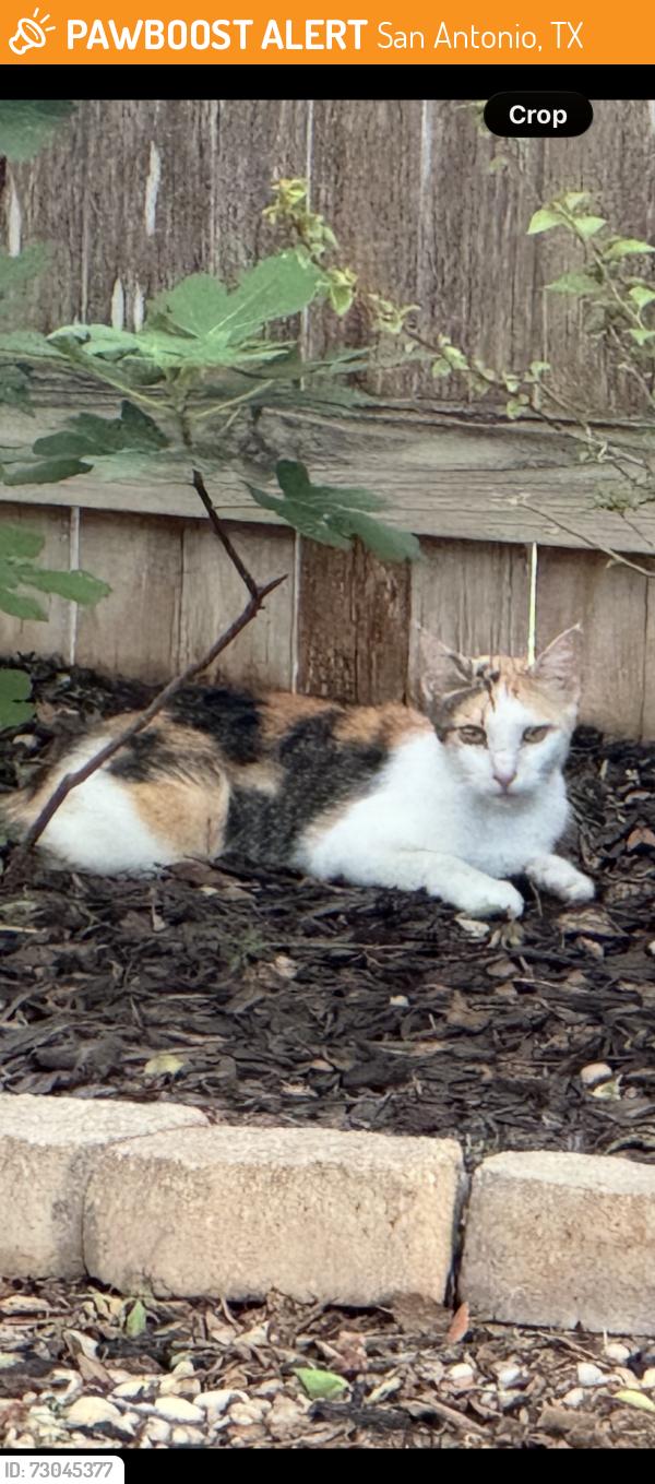 Found/Stray Female Cat last seen Braun, San Antonio, TX 78254
