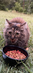 Found/Stray Unknown Cat last seen Oak st hwy 150, Reidsville, NC 27320