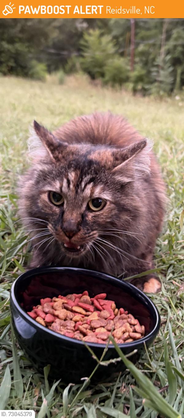 Found/Stray Unknown Cat last seen Oak st hwy 150, Reidsville, NC 27320