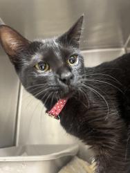Found/Stray Female Cat last seen Tropicana and eastern, Las Vegas, NV 89119
