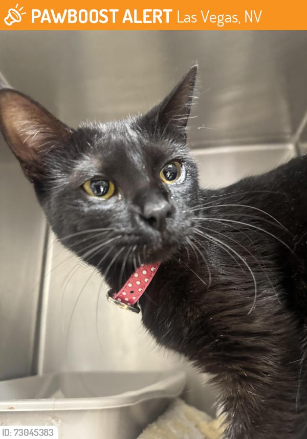 Found/Stray Female Cat last seen Tropicana and eastern, Las Vegas, NV 89119