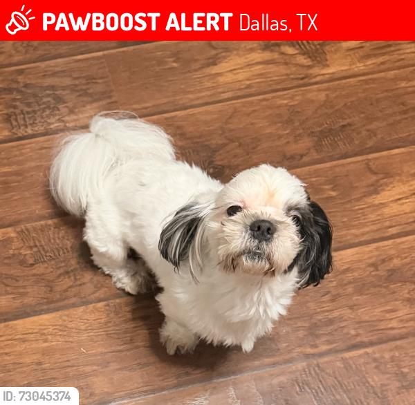 Lost Male Dog last seen Iglesia , Dallas, TX 75217